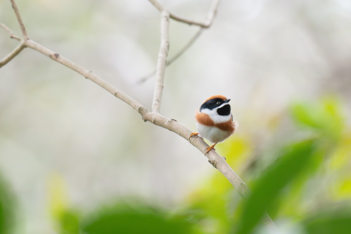 Black-throated Tit - ML646879047