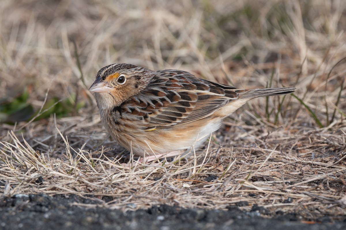 Grasshopper Sparrow - ML646879048