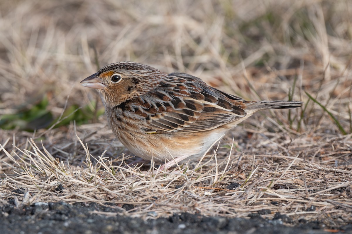 Grasshopper Sparrow - ML646879050