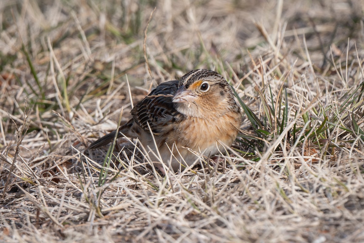 Grasshopper Sparrow - ML646879051