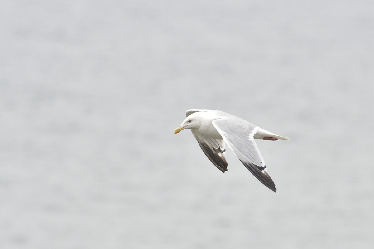 Kaio hauskara amerikarra - ML646879053