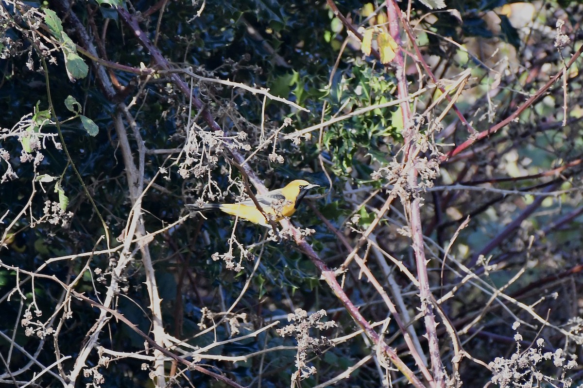 Hooded Oriole - ML646879054