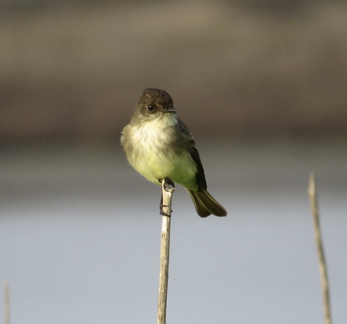 Mosquero Fibí - ML646879055