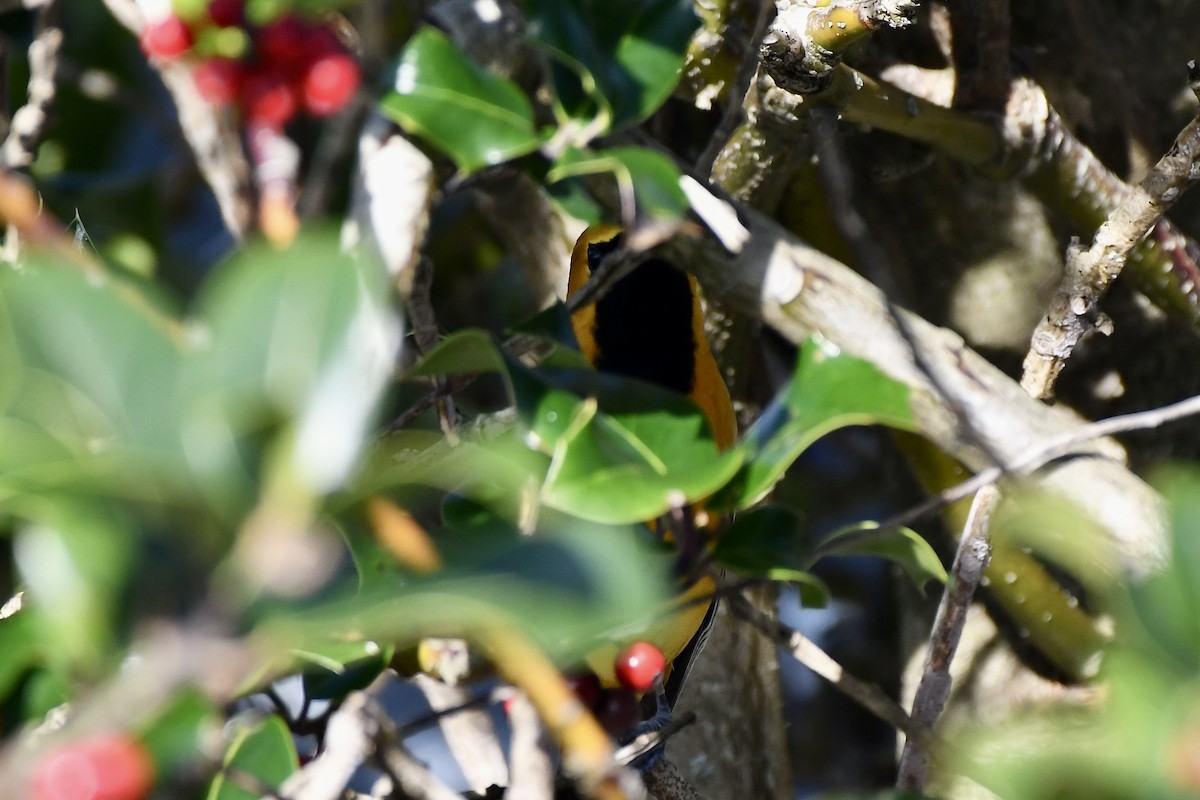 Hooded Oriole - ML646879059