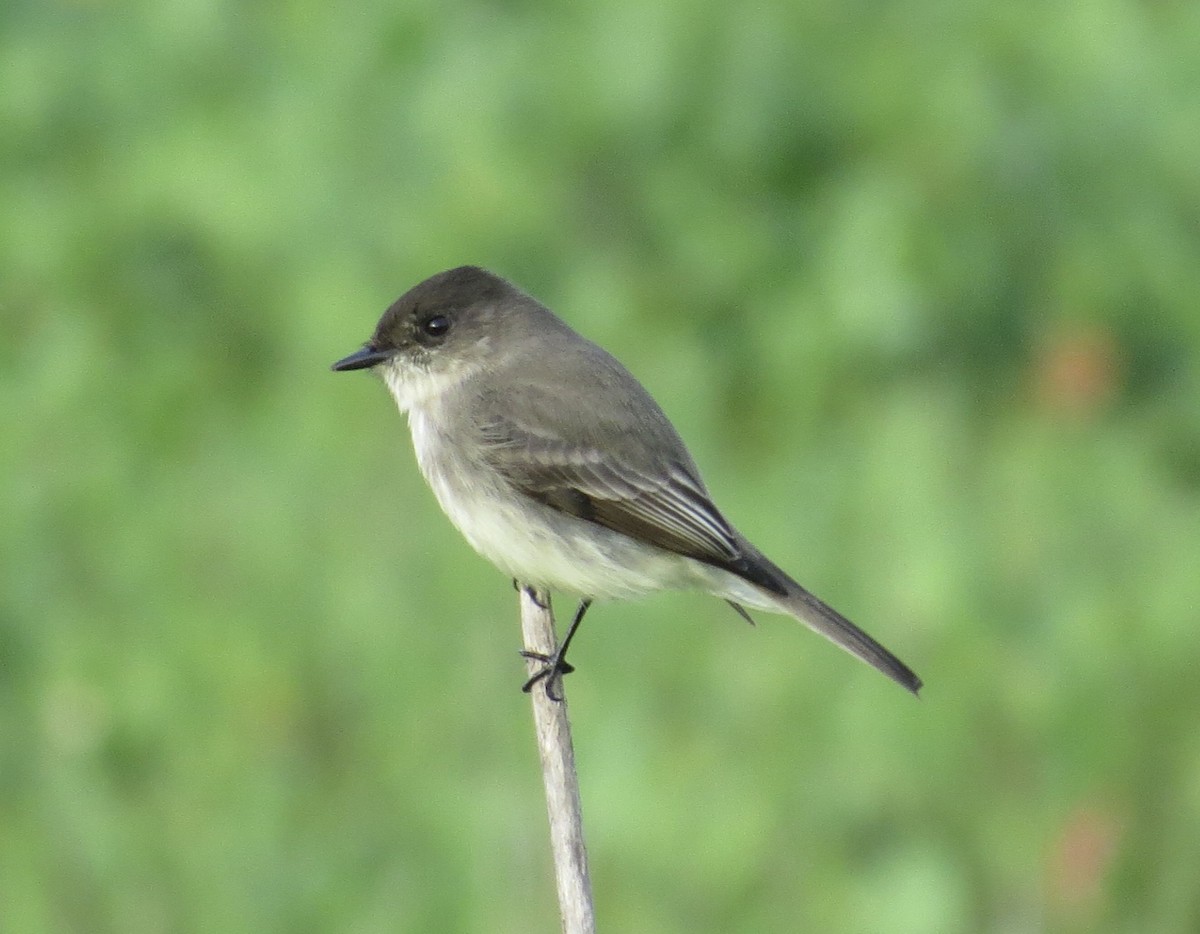 Mosquero Fibí - ML646879061