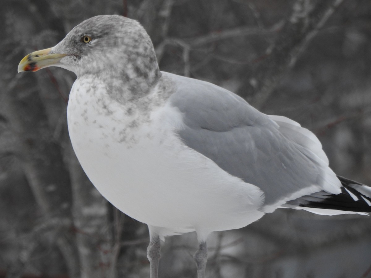 Kaio hauskara amerikarra - ML646879063