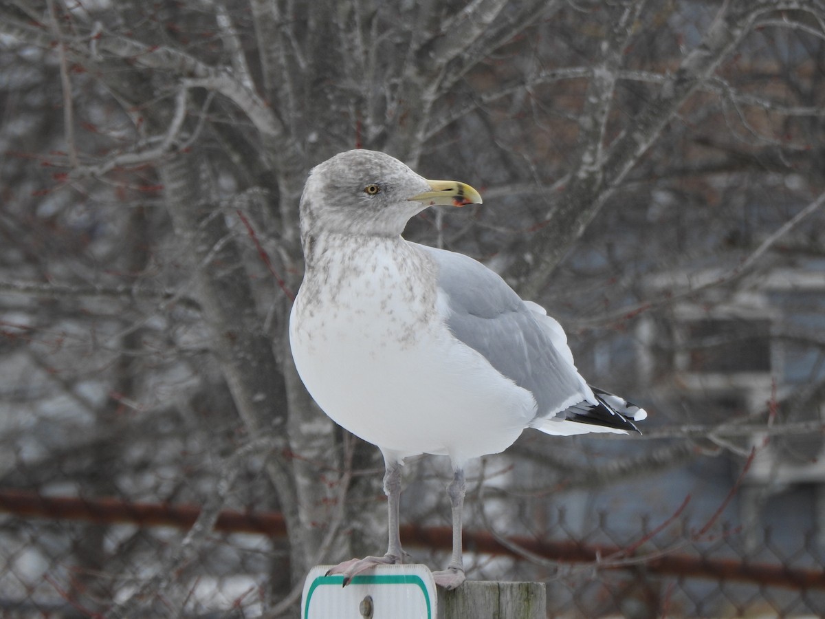 Kaio hauskara amerikarra - ML646879064