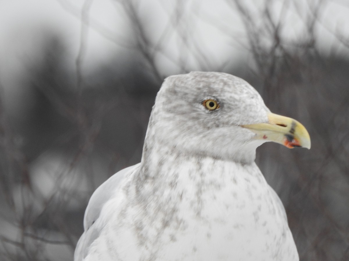 Kaio hauskara amerikarra - ML646879065