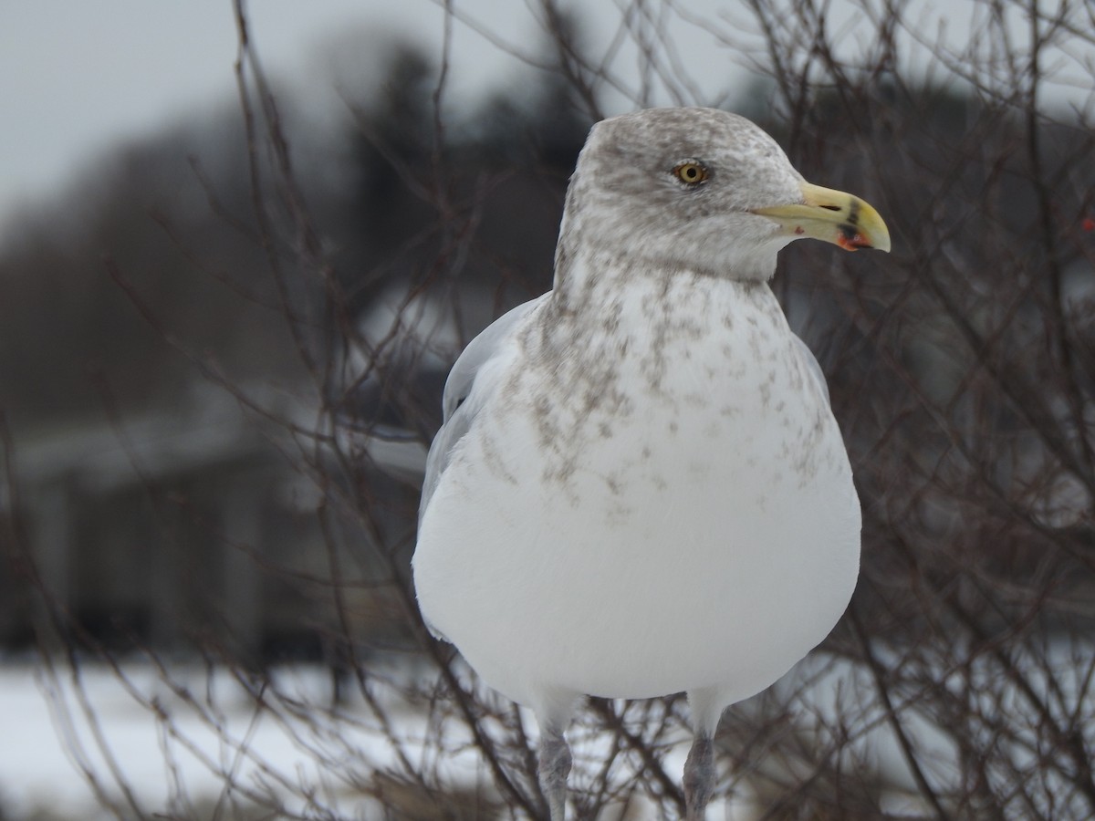 Kaio hauskara amerikarra - ML646879066