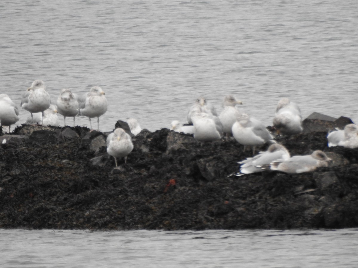 Kaio hauskara amerikarra - ML646879067