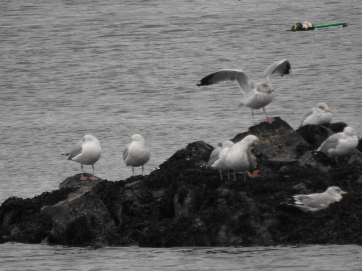 Kaio hauskara amerikarra - ML646879068