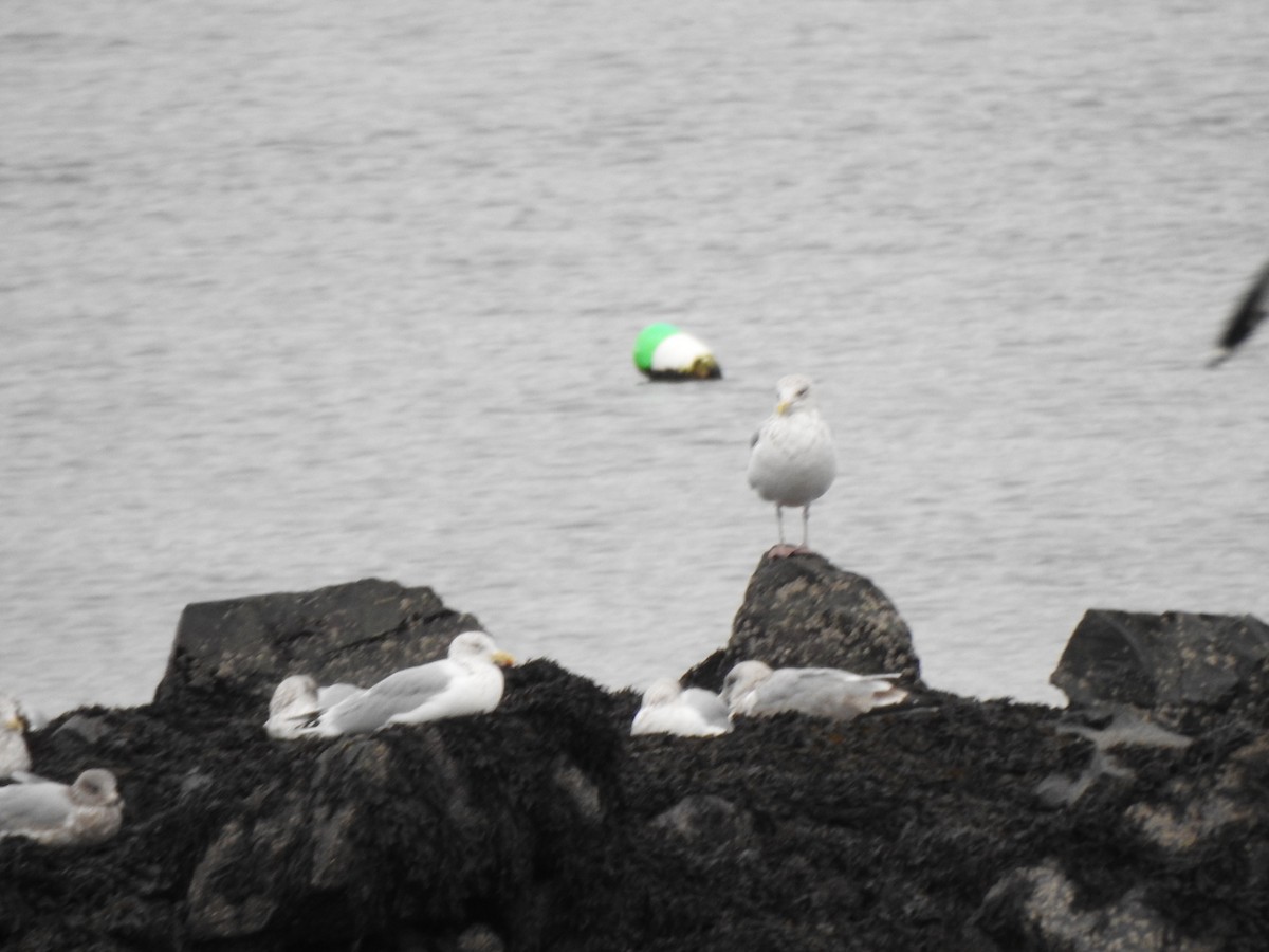 Kaio hauskara amerikarra - ML646879069