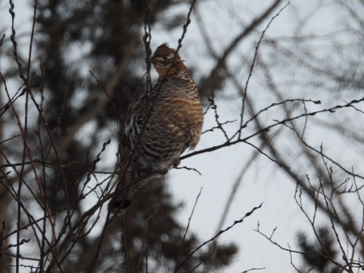 Ruffed Grouse - ML646879072