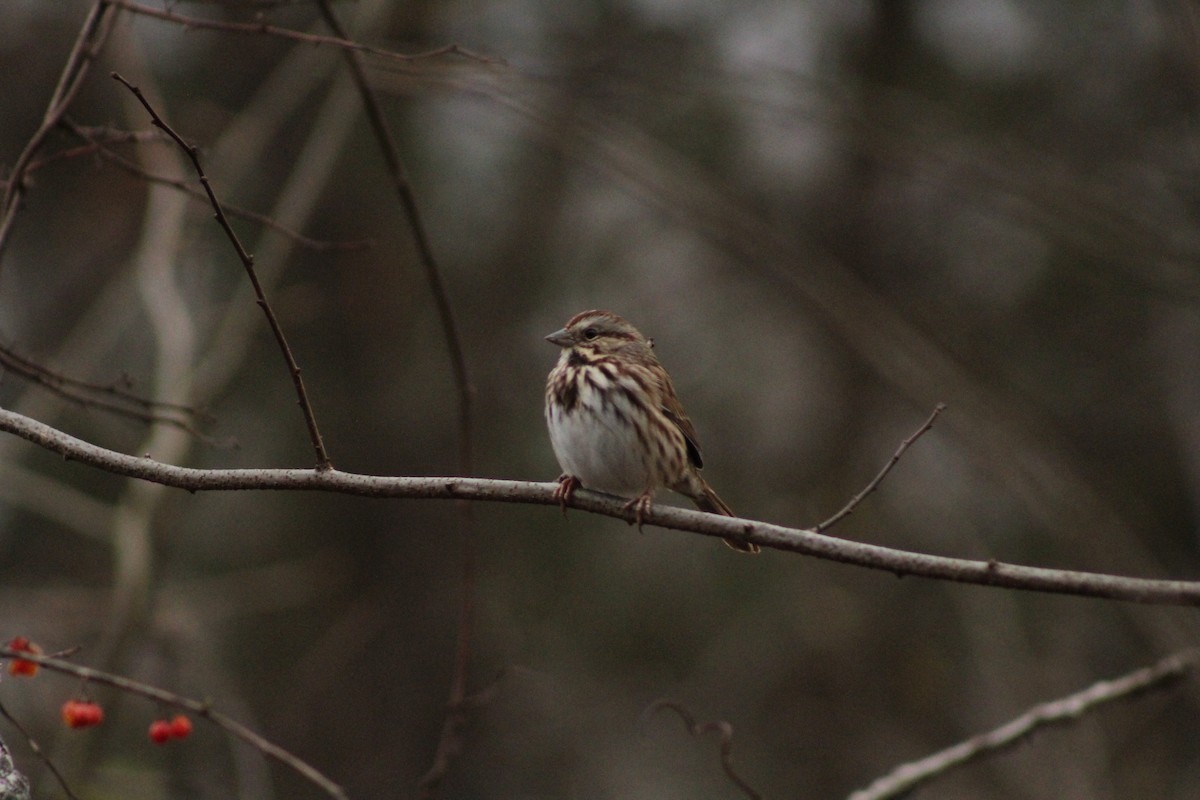 Song Sparrow - ML646879081