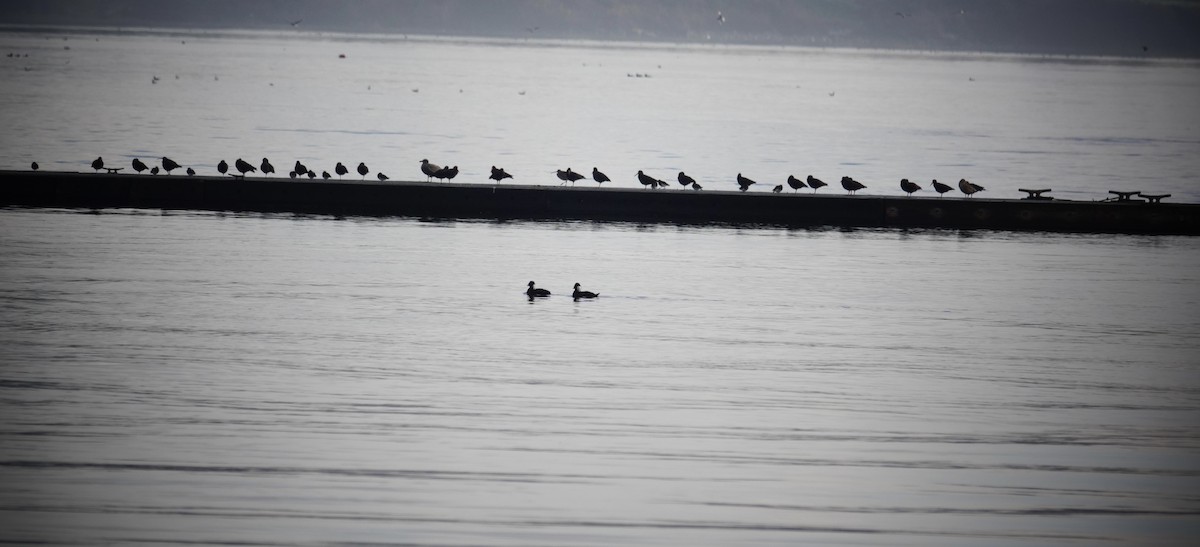 Black Oystercatcher - ML646879082