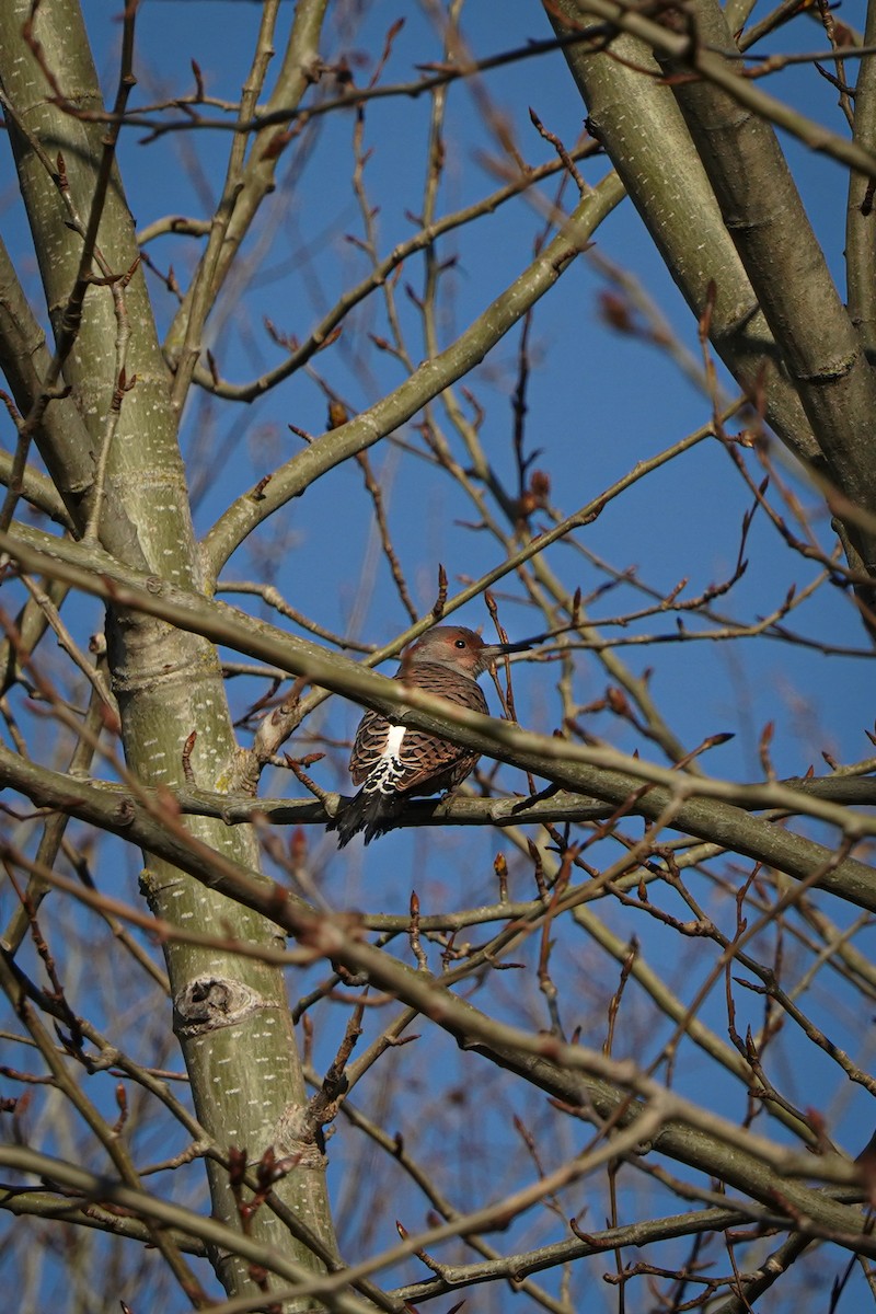 gullspett - ML646879084