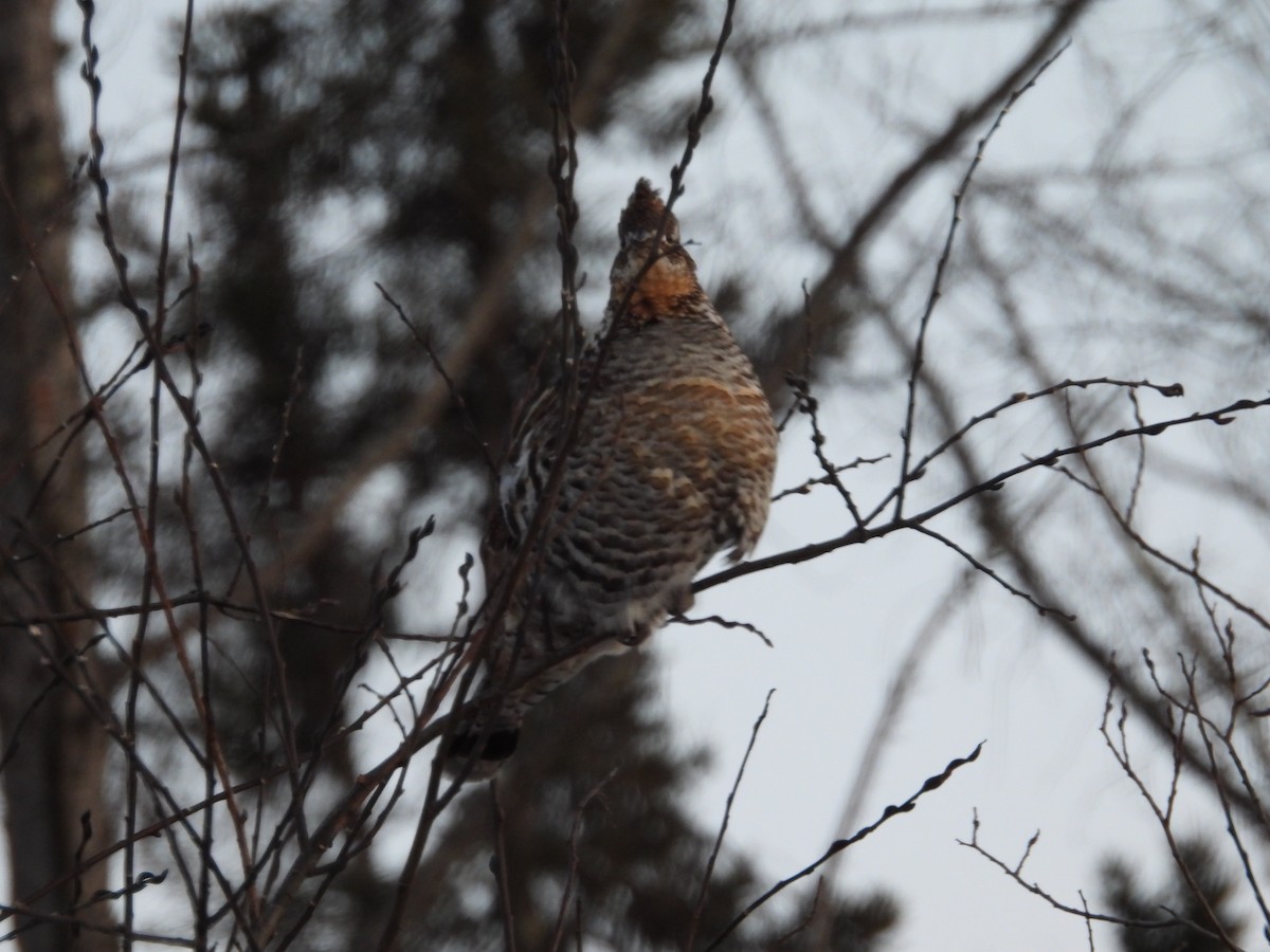 Ruffed Grouse - ML646879086