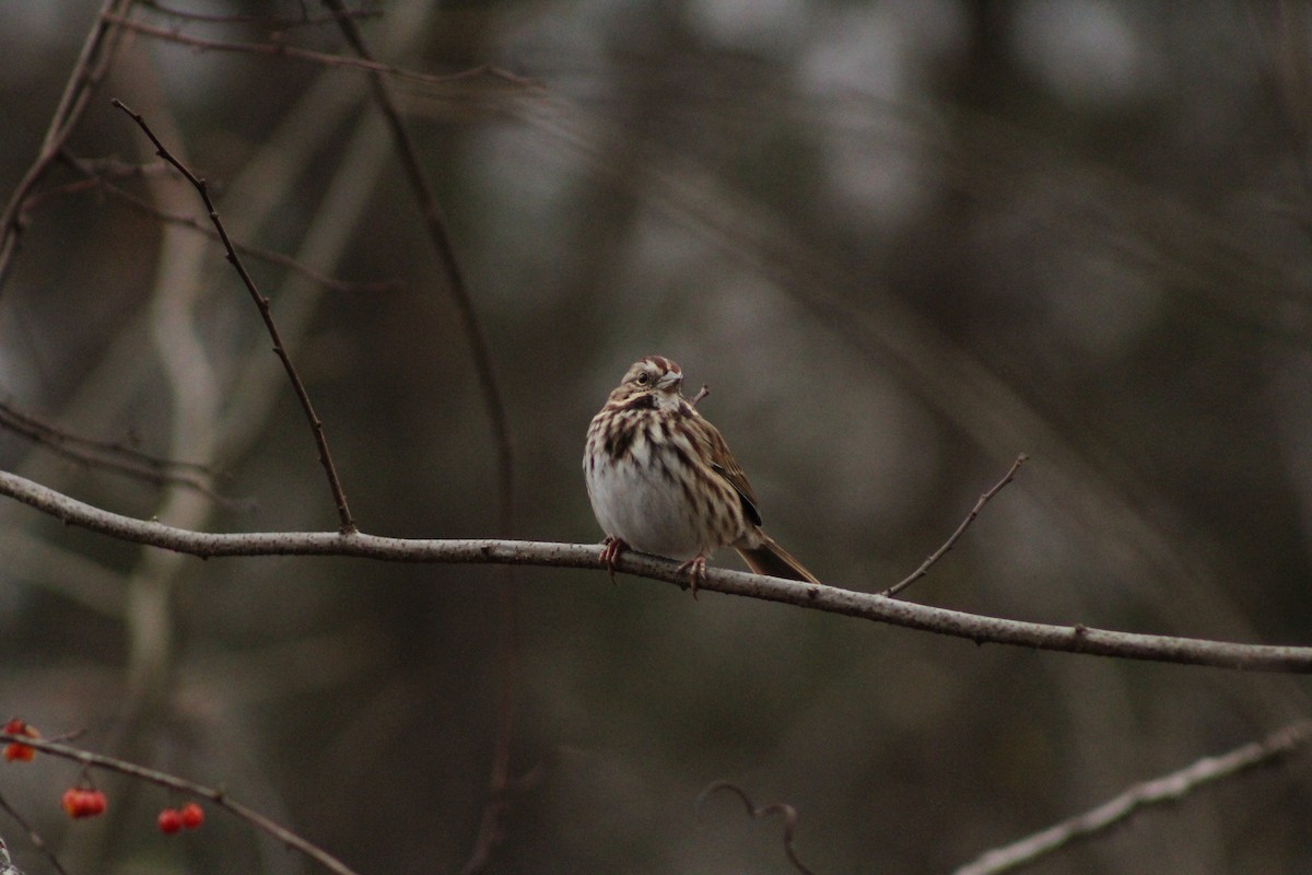 Song Sparrow - ML646879090