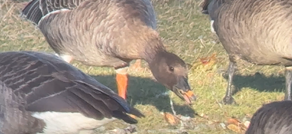 Oca granaiola della tundra - ML646879092