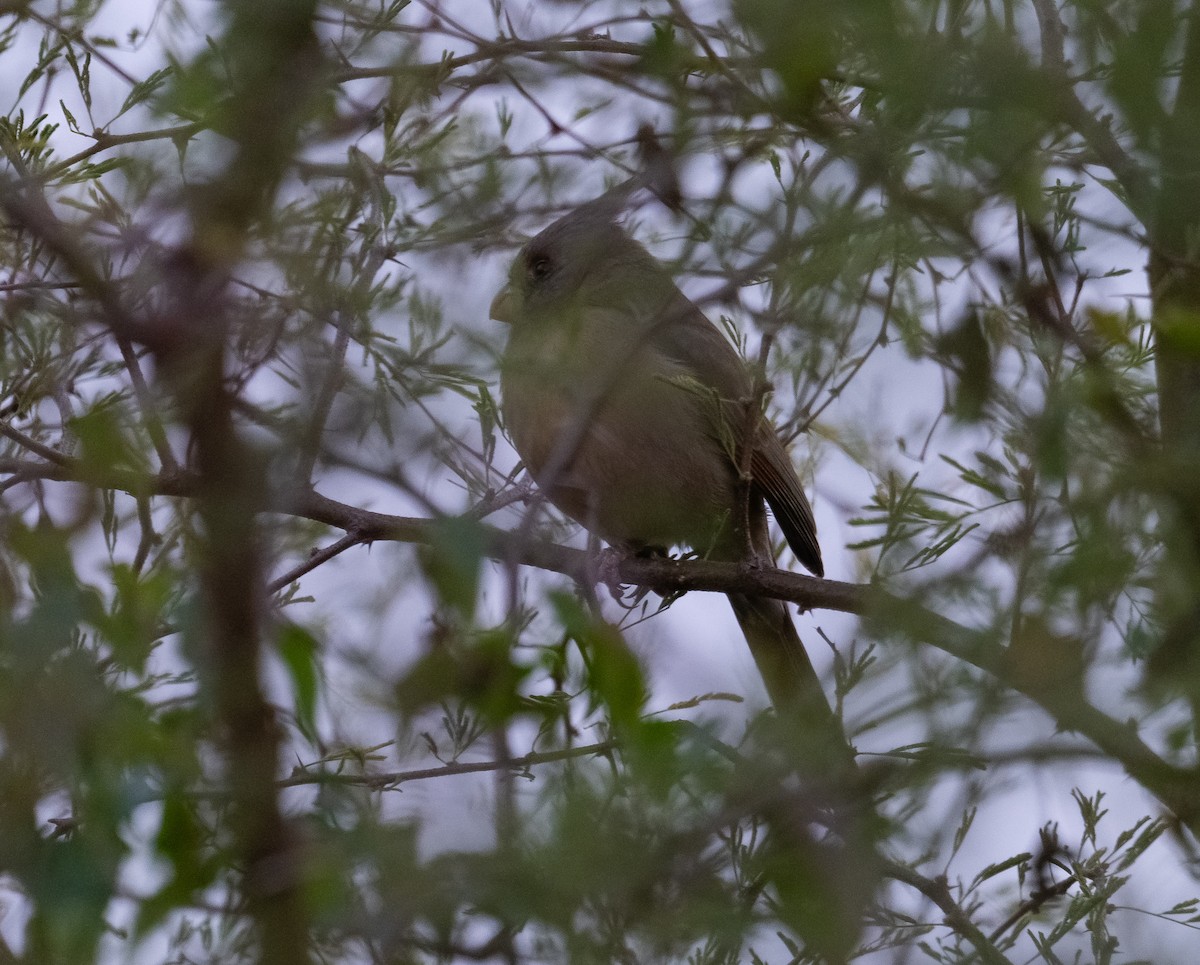 Cardinal pyrrhuloxia - ML646879095