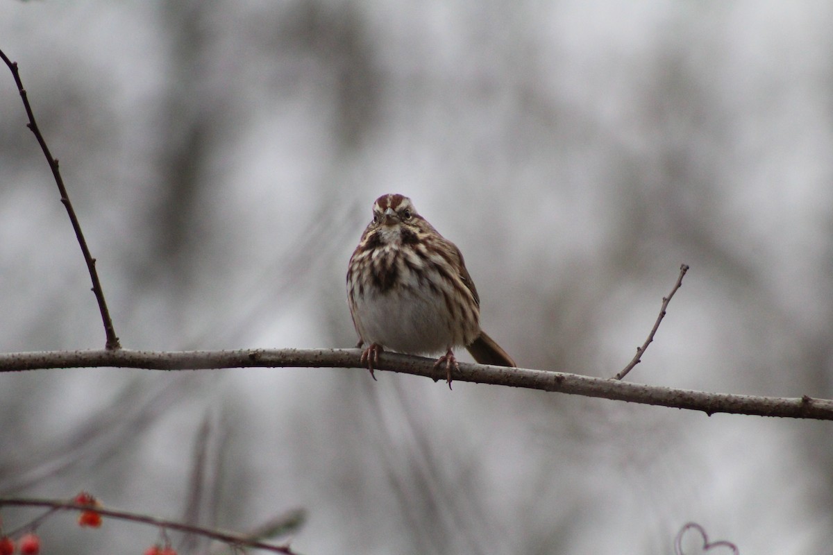 Song Sparrow - ML646879097