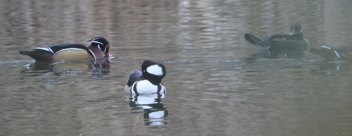 Canard branchu - ML646879099