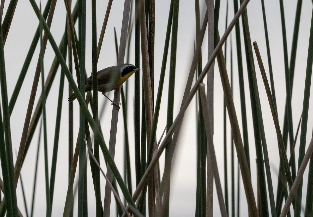 Common Yellowthroat - ML646879101