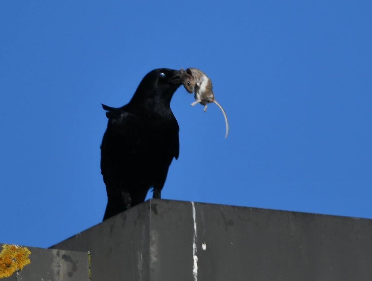 American Crow - ML646879106