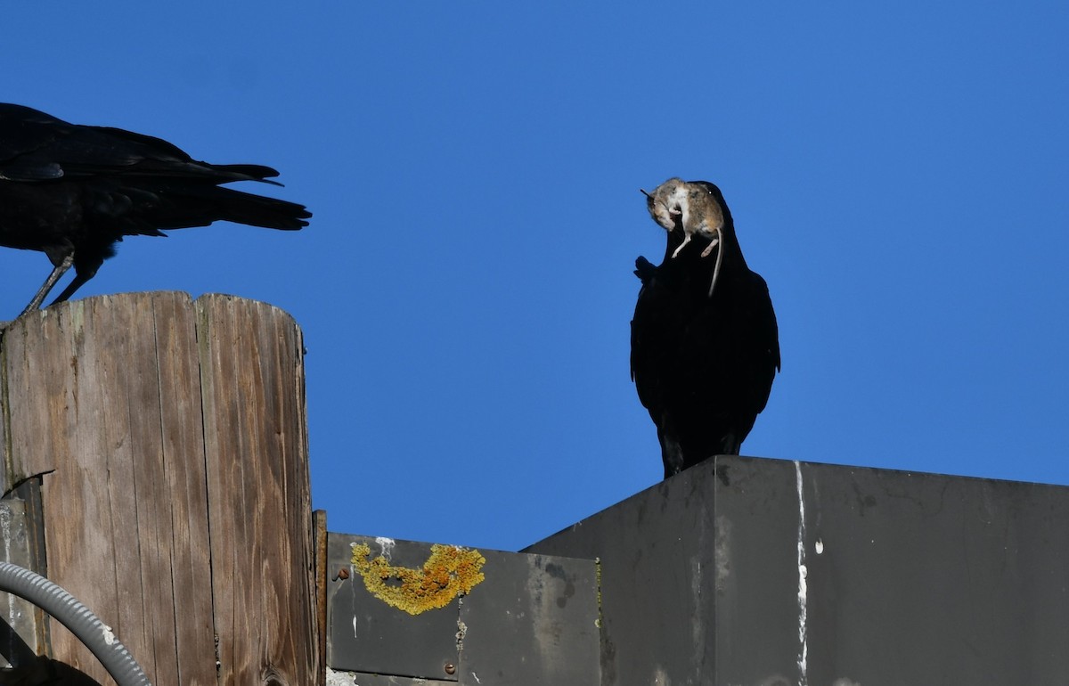 American Crow - ML646879107