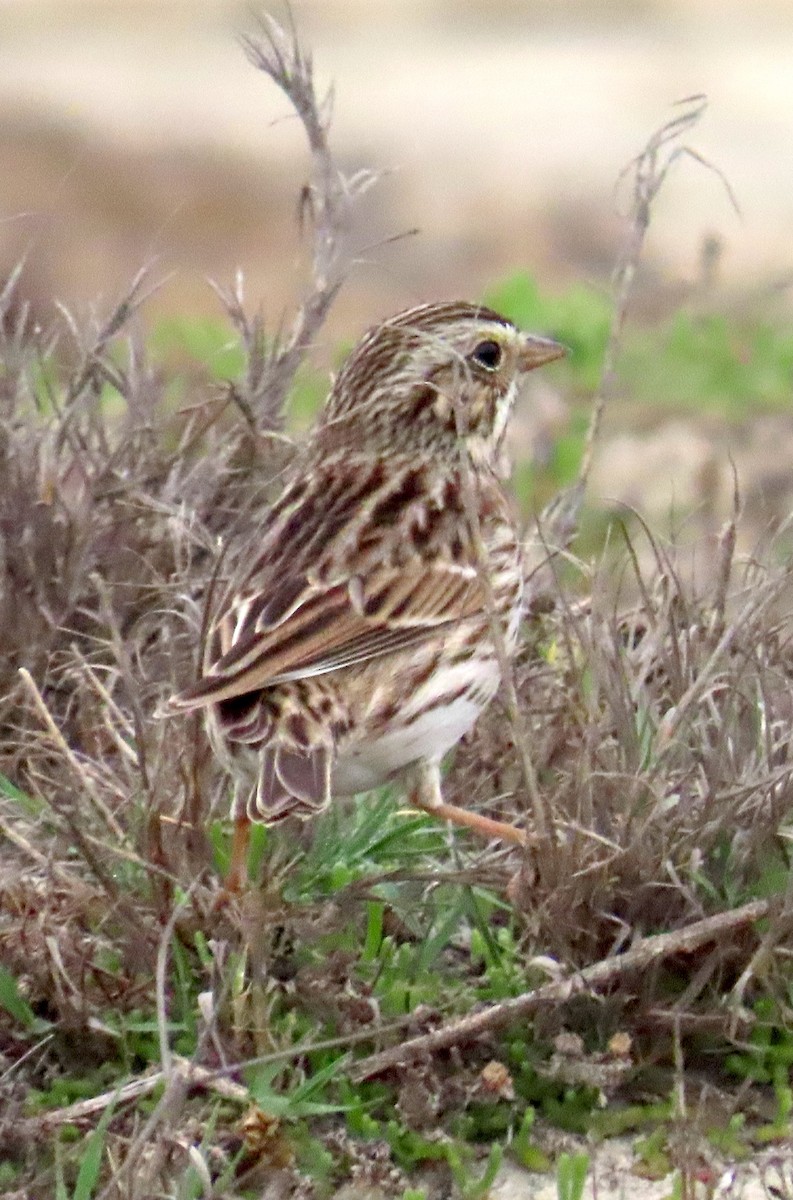 Savannah Serçesi - ML646879108