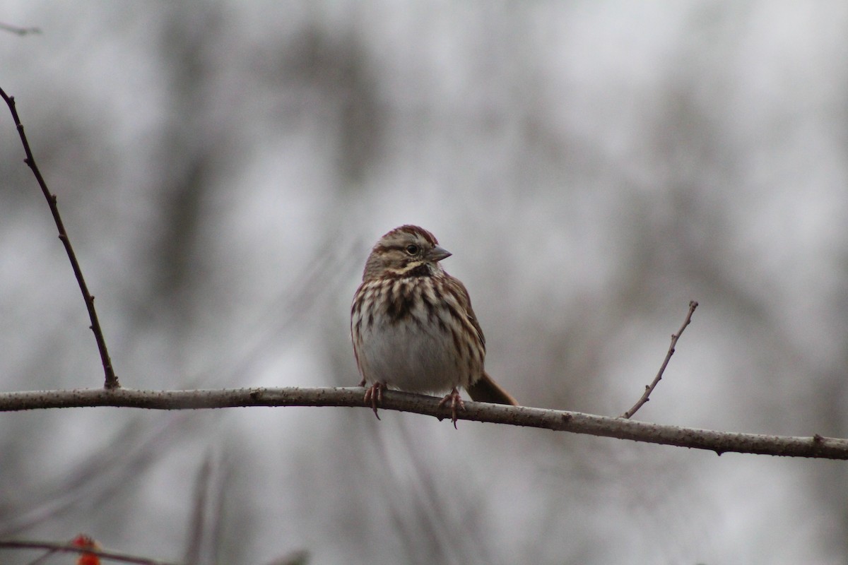 Song Sparrow - ML646879109