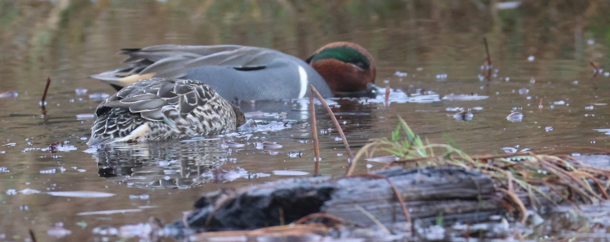 Alzavola - ML646879112