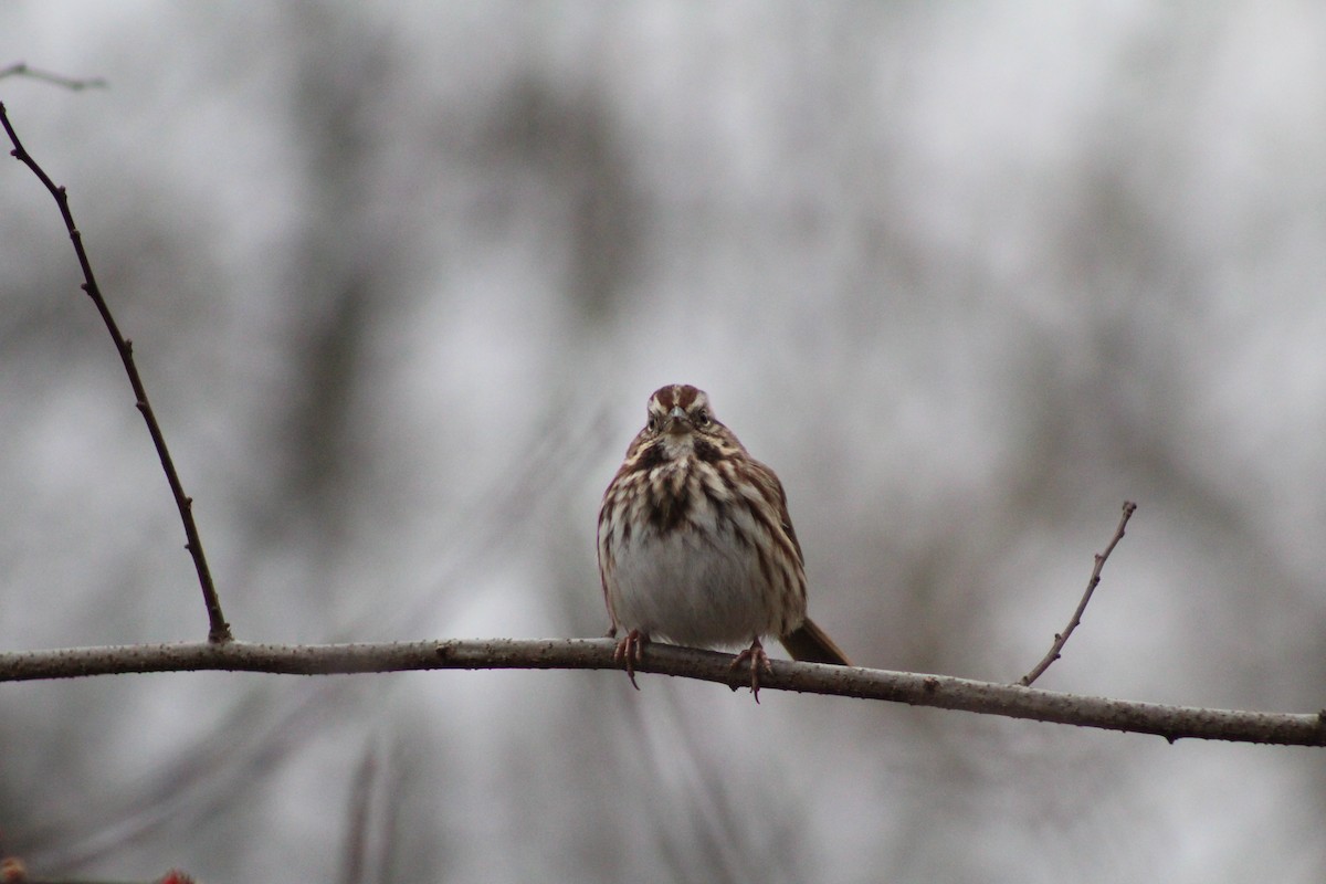 Song Sparrow - ML646879131
