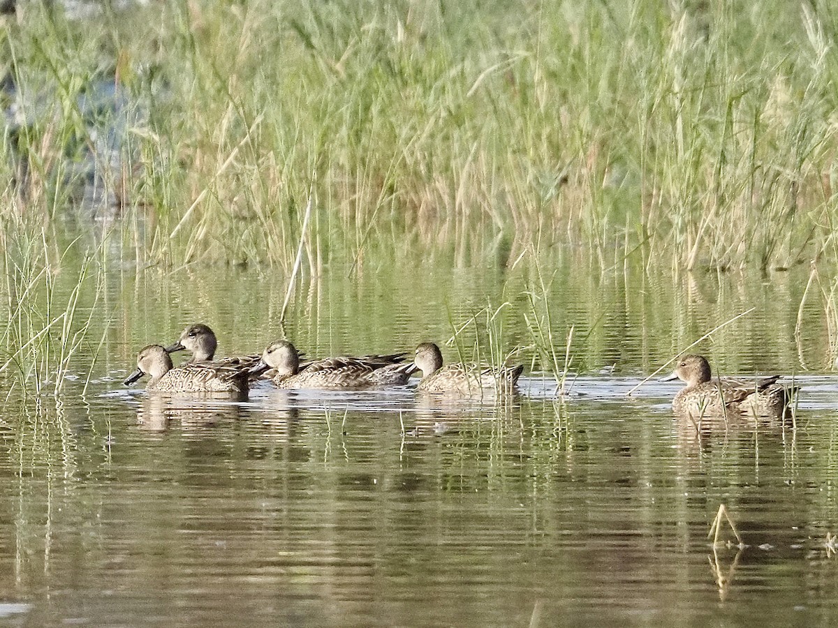 Синекрылый чирок - ML646879132