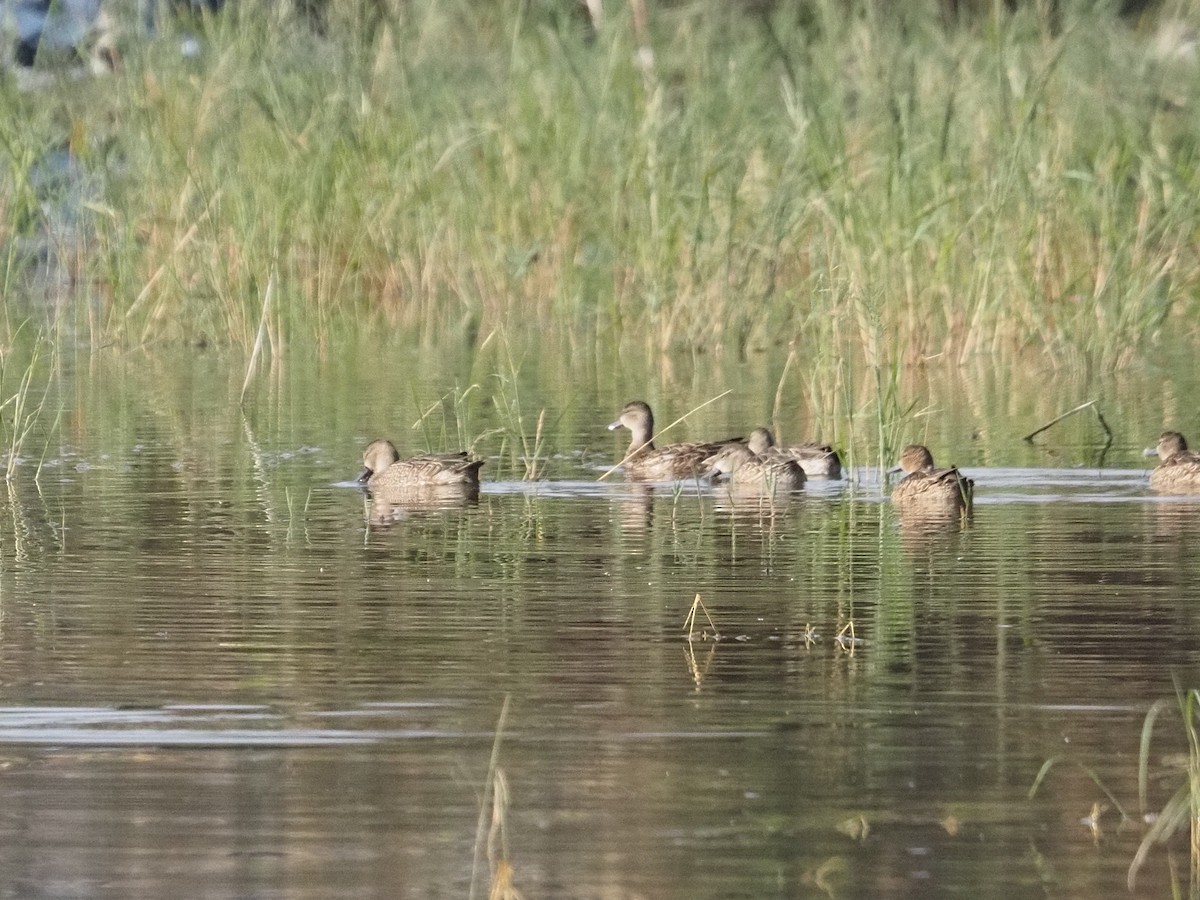 Синекрылый чирок - ML646879134