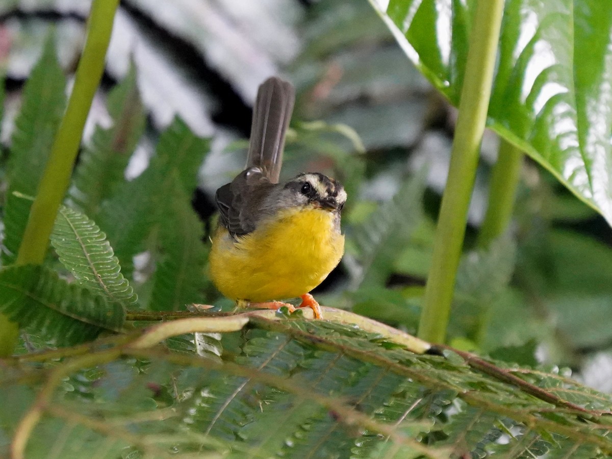 Golden-crowned Warbler - ML646879136