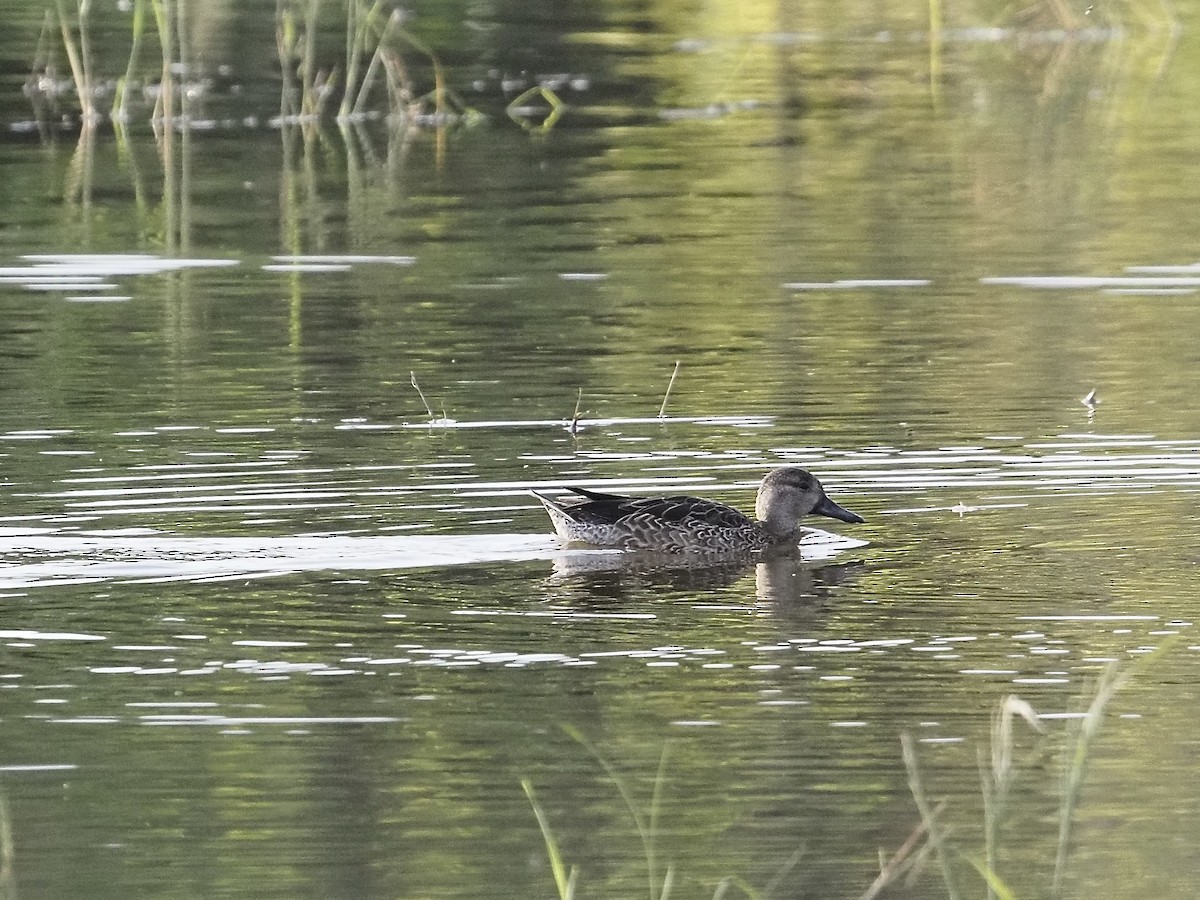 Синекрылый чирок - ML646879137