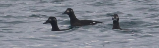 White-winged Scoter - ML646879140