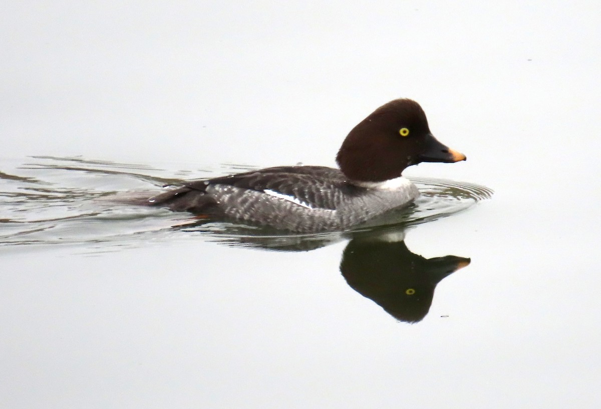 Common Goldeneye - ML646879143