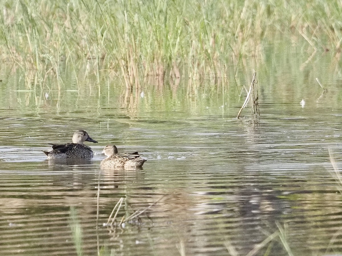 Синекрылый чирок - ML646879144