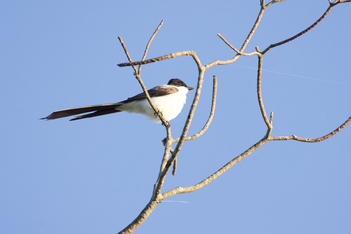 Fork-tailed Flycatcher - ML646879148