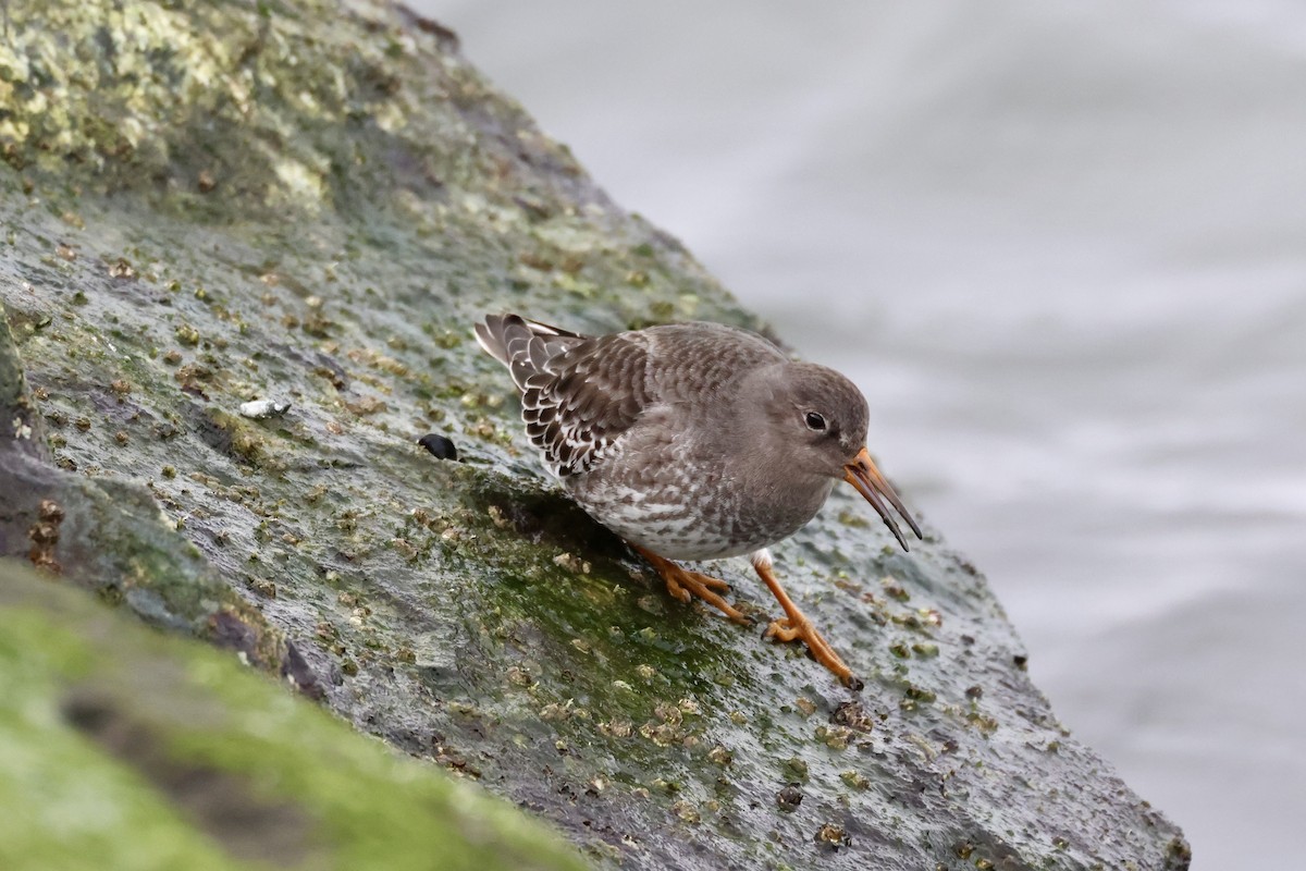 Purple Sandpiper - ML646879151