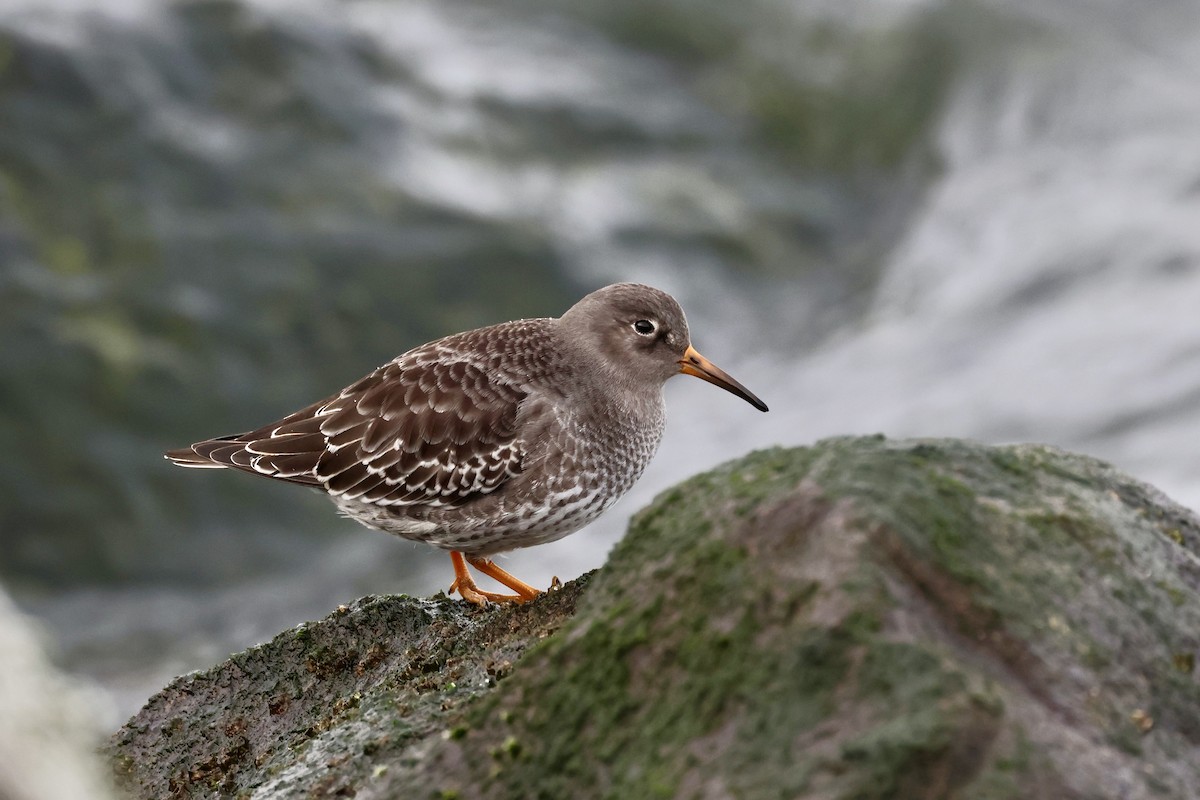 Purple Sandpiper - ML646879152