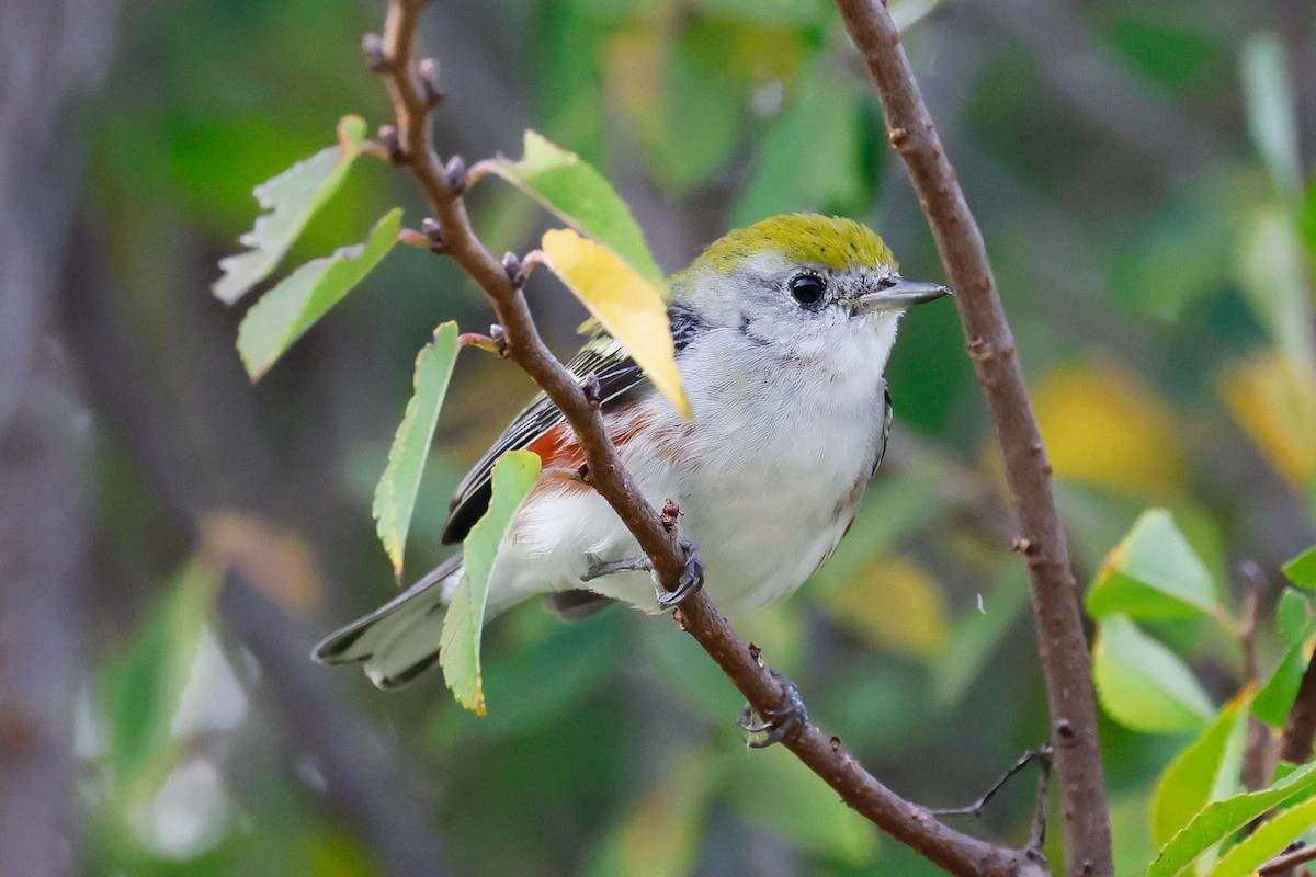 Chestnut-sided Warbler - ML646879153