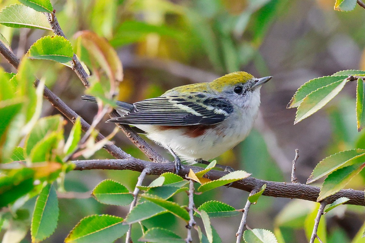 Chestnut-sided Warbler - ML646879154
