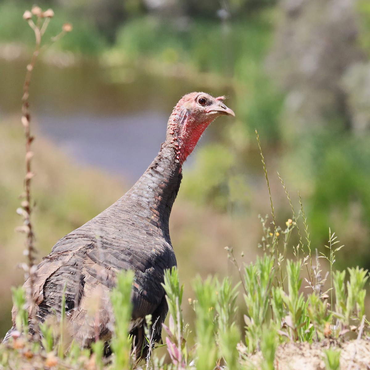 Guajolote Gallipavo - ML646879157