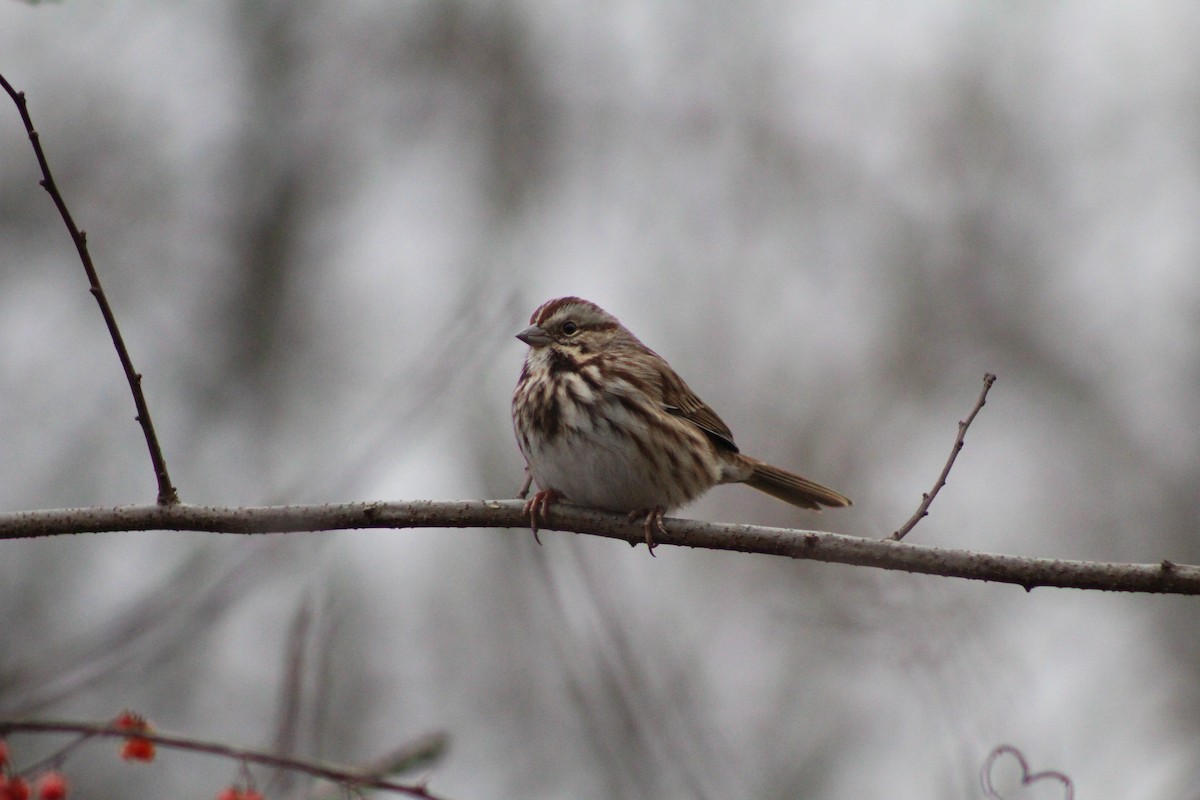 Song Sparrow - ML646879160