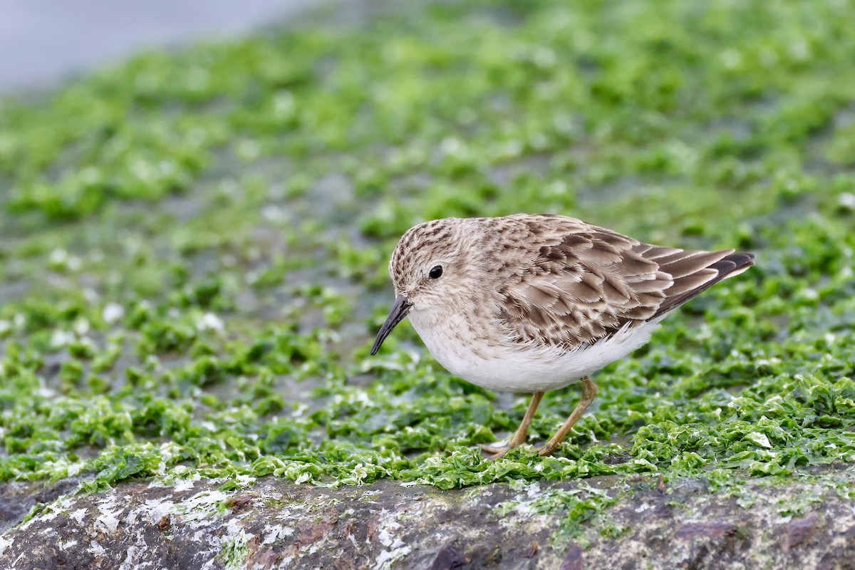 Least Sandpiper - ML646879165
