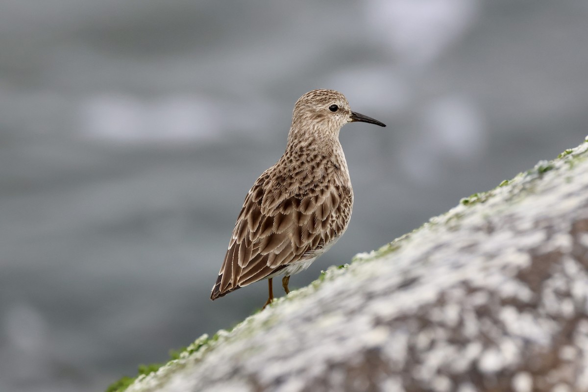 Least Sandpiper - ML646879166