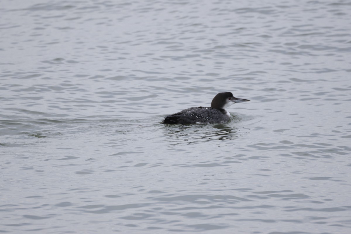 Common Loon - ML646879167